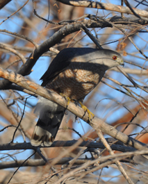 Rufous Hawk Year 2013